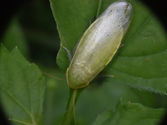 Panchlora