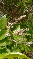 Vitex altissima