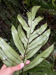 Blechnum colensoi