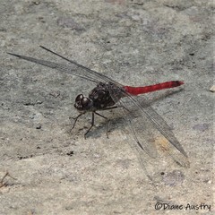 Bradinopyga strachani