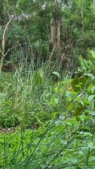 Bolboschoenus caldwellii