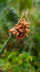 Bolboschoenus caldwellii