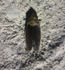 Gonodonta