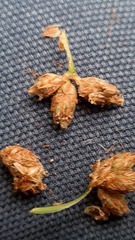 Bolboschoenus caldwellii