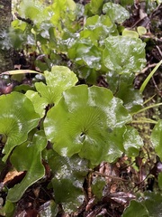 Hymenophyllum nephrophyllum