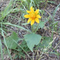 Tithonia thurberi