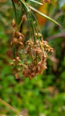 Bolboschoenus caldwellii