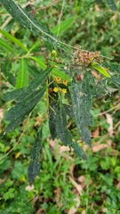 Tristaniopsis laurina