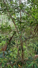 Tristaniopsis laurina