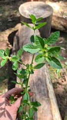 Alternanthera ficoidea