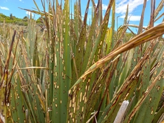 Orthoclydon praefectata