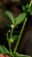 Alternanthera ficoidea