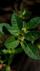 Alternanthera ficoidea