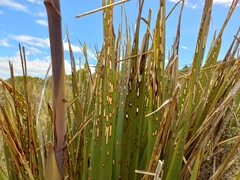 Orthoclydon praefectata