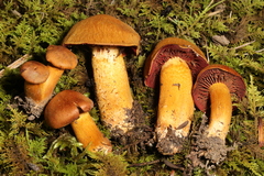 Cortinarius phoeniceus