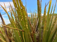 Orthoclydon praefectata