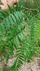 Acacia elata