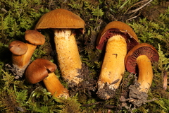 Cortinarius phoeniceus