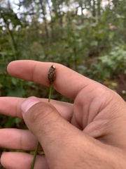 Xyris ambigua
