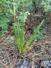 Xyris ambigua
