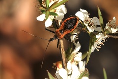 Gminatus