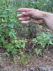 Xyris ambigua