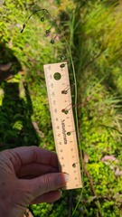 Arthropodium milleflorum