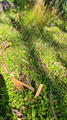 Arthropodium milleflorum