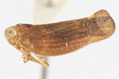 Colpoptera maculifrons