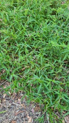 Persicaria decipiens