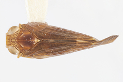 Colpoptera maculifrons