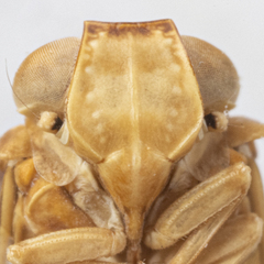 Colpoptera maculifrons