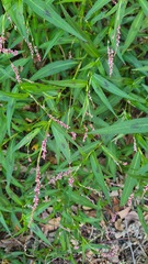 Persicaria decipiens