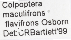 Colpoptera maculifrons