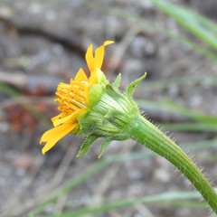 Tithonia thurberi