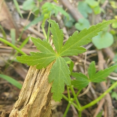 Hydrocotyle geraniifolia