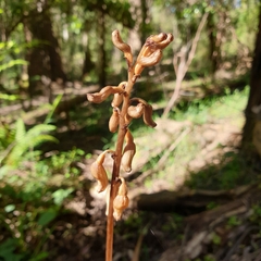 Gastrodia procera