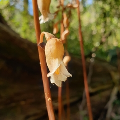 Gastrodia procera