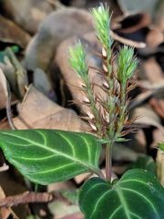 Lepidagathis inaequalis