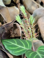 Lepidagathis inaequalis