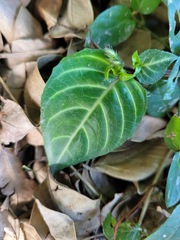 Lepidagathis inaequalis