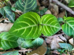 Lepidagathis inaequalis