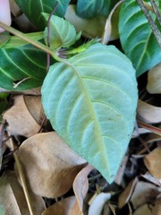 Lepidagathis inaequalis