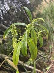 Melicytus lanceolatus