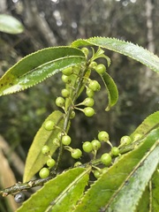Melicytus lanceolatus