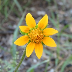 Tithonia thurberi