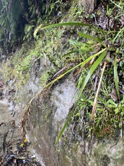 Machaerina sinclairii