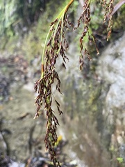 Machaerina sinclairii