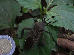 Pachylis acutangulus