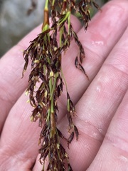 Machaerina sinclairii